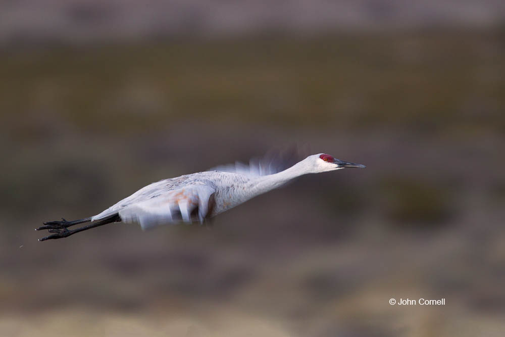 Crane;Flying Bird;Grus canadensis;Photography;Sandhill Crane;action;active;aloft;behavior;birds;color image;flight;fly;flying;in flight;motion;movement;one animal;soar;soaring;wing;winged;wings